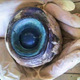 Illustration for article titled Mysterious Monster Eye Washes Ashore in Florida